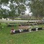 Rookwood Cemetery