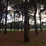 Centennial Park - Pine Grove