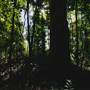Ardeena - Jungle / Rainforest Private Property