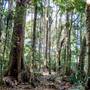 Ardeena - Jungle / Rainforest Private Property