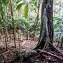 Ardeena - Jungle / Rainforest Private Property
