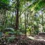 Ardeena - Jungle / Rainforest Private Property