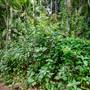 Ardeena - Jungle / Rainforest Private Property