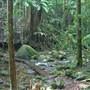 Terania Creek - Waterfalls & Rainforest