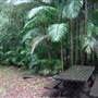 Terania Creek - Waterfalls & Rainforest