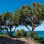 Fingal Head Lighthouse & Coastal Reserve