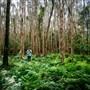 Island Quarry - Eucalypt Forest