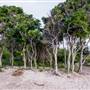 Hickey Island - Yamba