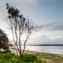Hickey Island - Yamba