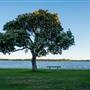 Ballina
