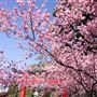 Japanese Garden - Auburn Botanic Gardens