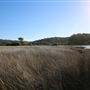 Bermagui