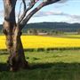Canola Crops - Liverpool Plains farmland