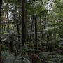 Cathedral of Ferns - Mount Wilson