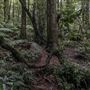 Cathedral of Ferns - Mount Wilson
