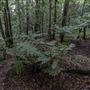 Cathedral of Ferns - Mount Wilson