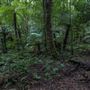 Cathedral of Ferns - Mount Wilson