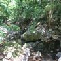 Minnamurra Rainforest Walk - Budderoo National Park