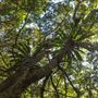 Minnamurra Rainforest Walk - Budderoo National Park