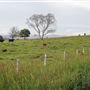 Coolamon Scenic Drive in the Byron Bay Hinterlands
