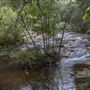 Minyon Falls - Nightcap National Park