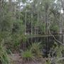Tyagarah Nature Reserve