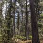Jenolan State Forest