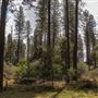 Jenolan State Forest