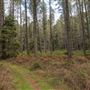 Jenolan State Forest