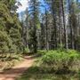 Jenolan State Forest