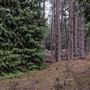 Dingo Road Arboretum - Vulcan State Forest