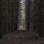Dingo Road Arboretum - Vulcan State Forest