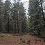 Dingo Road Arboretum - Vulcan State Forest