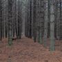 Dingo Road Arboretum - Vulcan State Forest