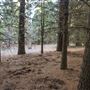 Dingo Road Arboretum - Vulcan State Forest