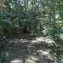 Ardeena - Jungle / Rainforest Private Property