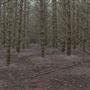 Douglas Fir Stand - Vulcan State Forest