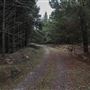 Douglas Fir Stand - Vulcan State Forest