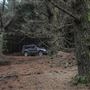 Douglas Fir Stand - Vulcan State Forest