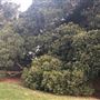 Mick Ryan Park - Big Fig Tree