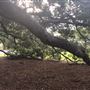 Mick Ryan Park - Big Fig Tree