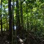 Glengariff Estate Rainforest