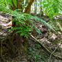 Glengariff Estate Rainforest