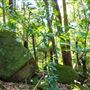 Glengariff Estate Rainforest