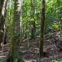 Glengariff Estate Rainforest