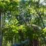 Glengariff Estate Rainforest