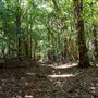 Glengariff Estate Rainforest