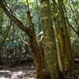 Glengariff Estate Rainforest