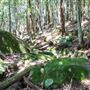 Glengariff Estate Rainforest