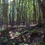 Glengariff Estate Rainforest